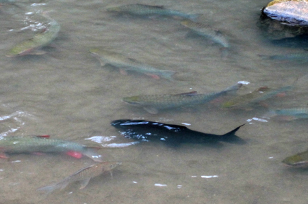 Đổ[-]xô[-]xem[-]"Cá[-]Chúa"[-]ở[-]suối[-]Cá[-]Thần